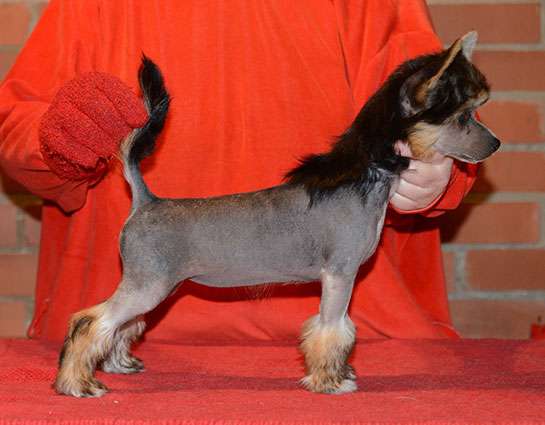 Sasquehanna Zachoda Wnuczka