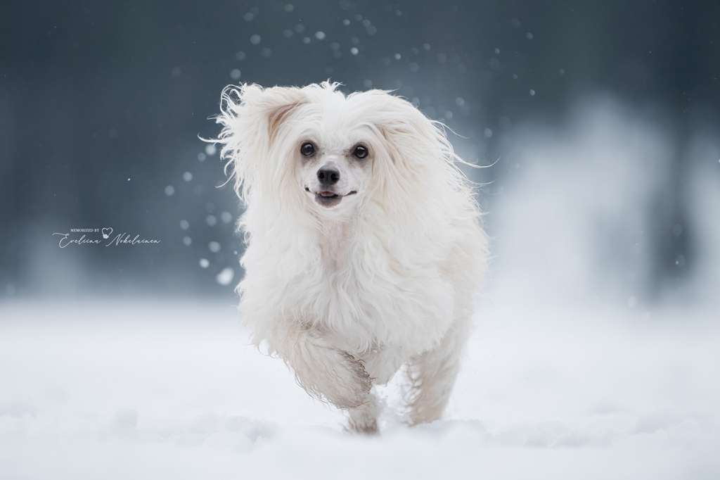 Candy Queen's Lonely Rider
