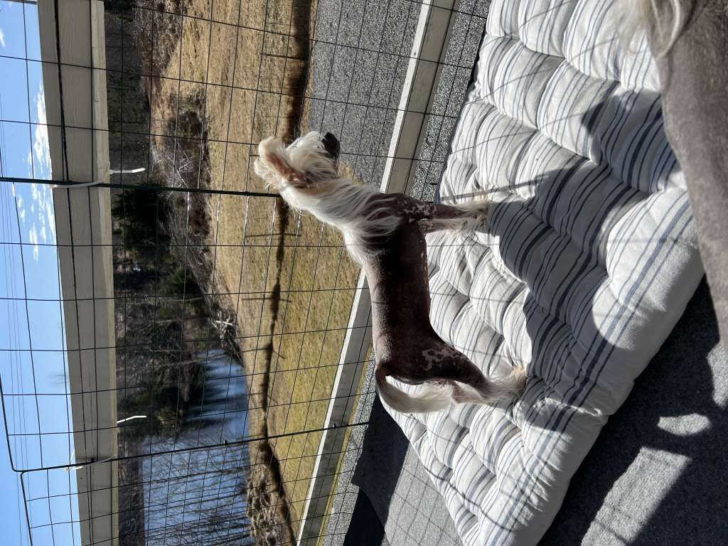 Jean Dark Ice Cream Girl