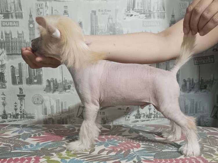 Sofiris Show Sky Rime