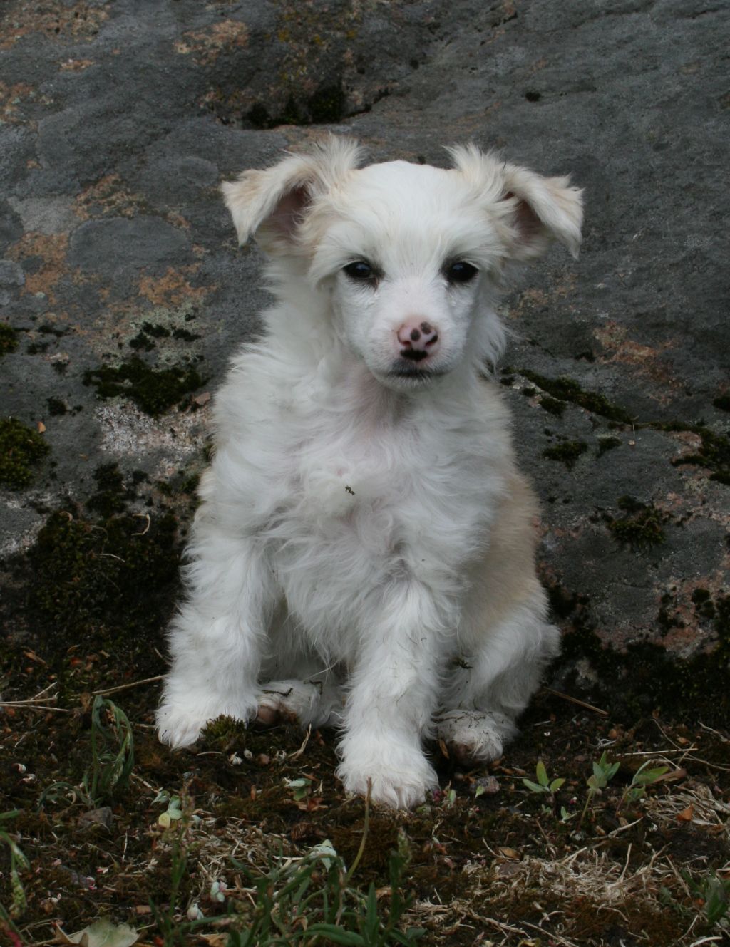 Proud Pony Paradise City