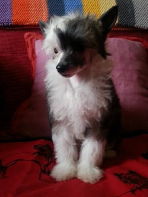 Fools Fall In Love Della Castafiore