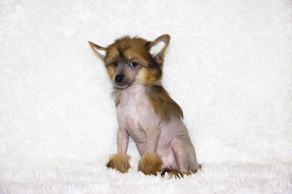 Diamanti Della Vita Zerbinotto