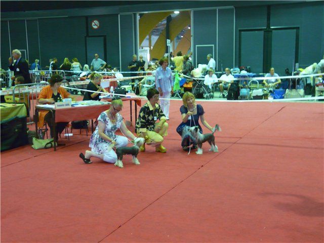 Krasotka Star Dynasty d'Artanger