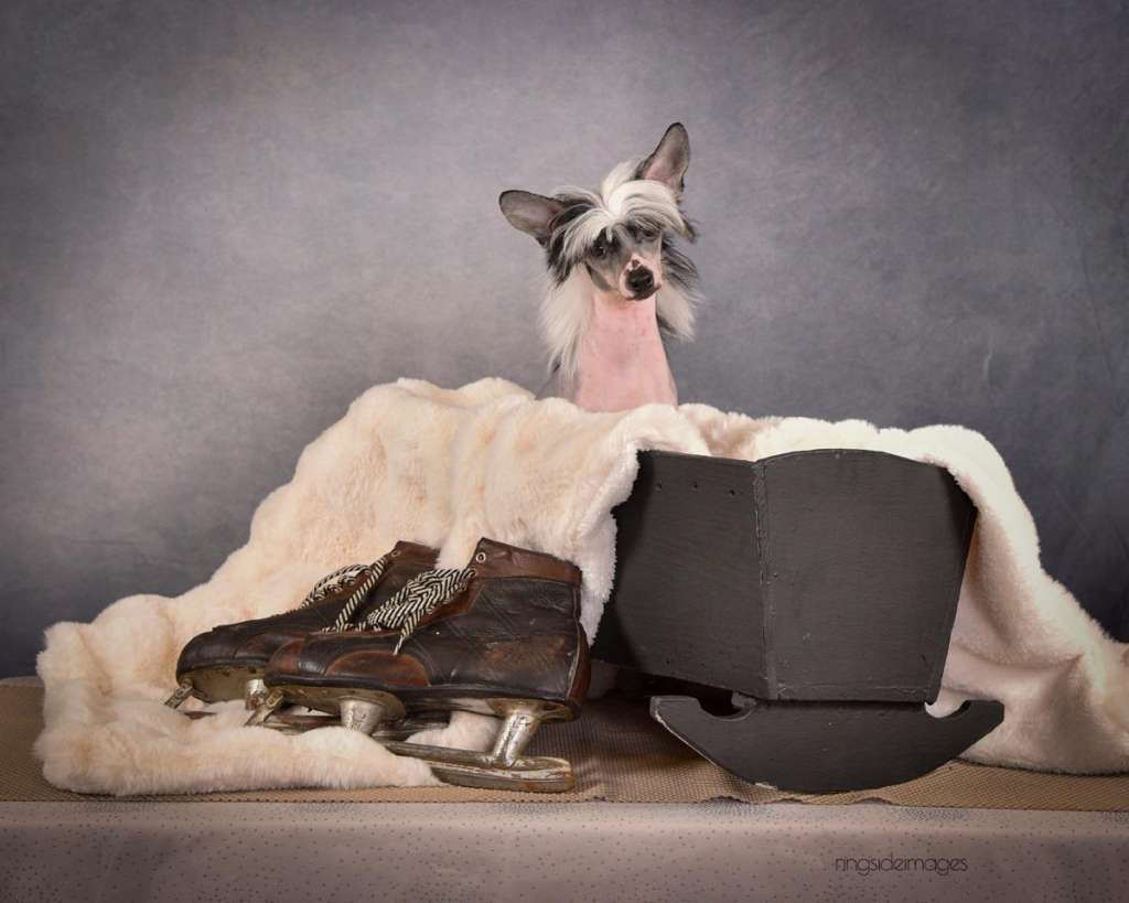 Taja Bark At The Moon