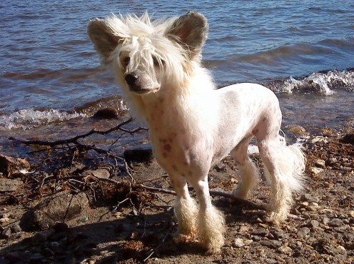 Sagaskotts Charlie Brown