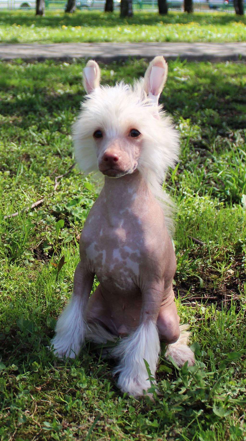 Charuyuschiy Soblazn Yulius