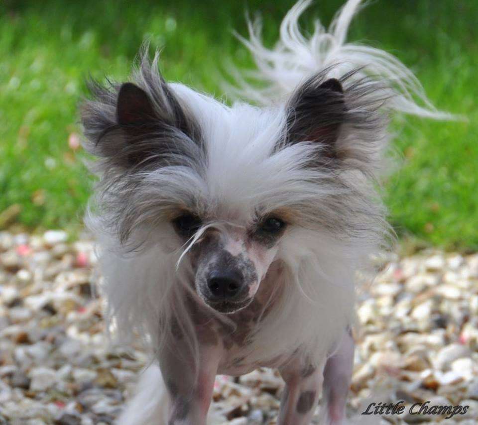 Lili Puce Little Champs