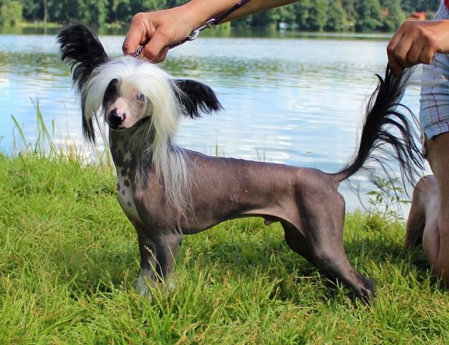 Apriori Vip Arlekin Kortes