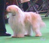 Jayanamee Our Frankie