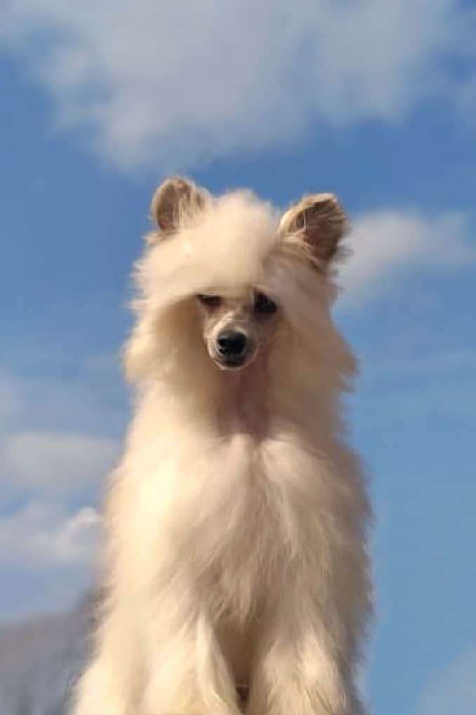 Star Show Bon Ami Irzhik