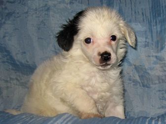 Apriori Vip Cardinal