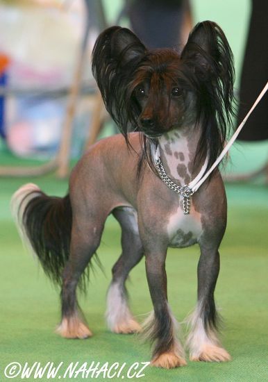 Cazants Just Our Will 