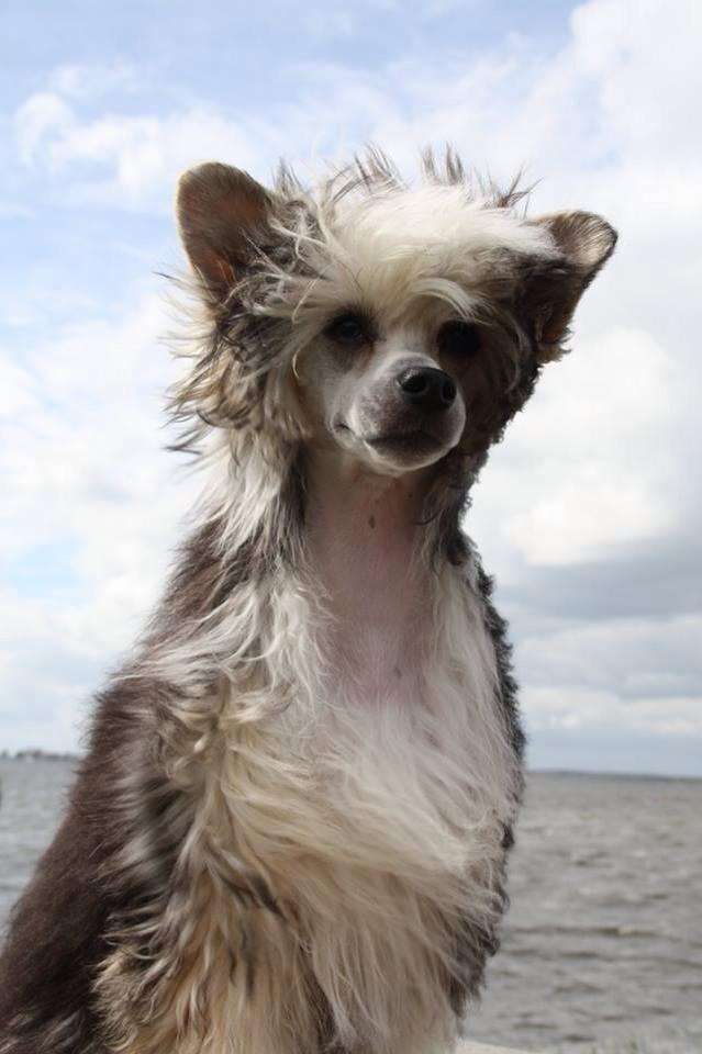 iakarandas Don' t Disturb