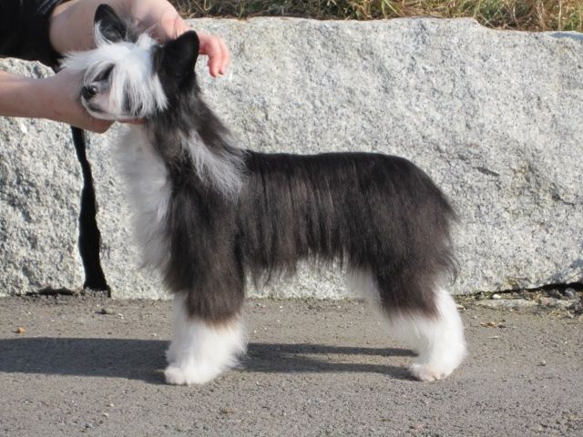 Style Guru Fantasy Island