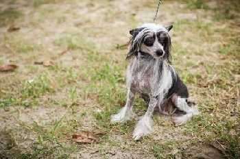 Hanmpton Court's Tina Turner At Legend