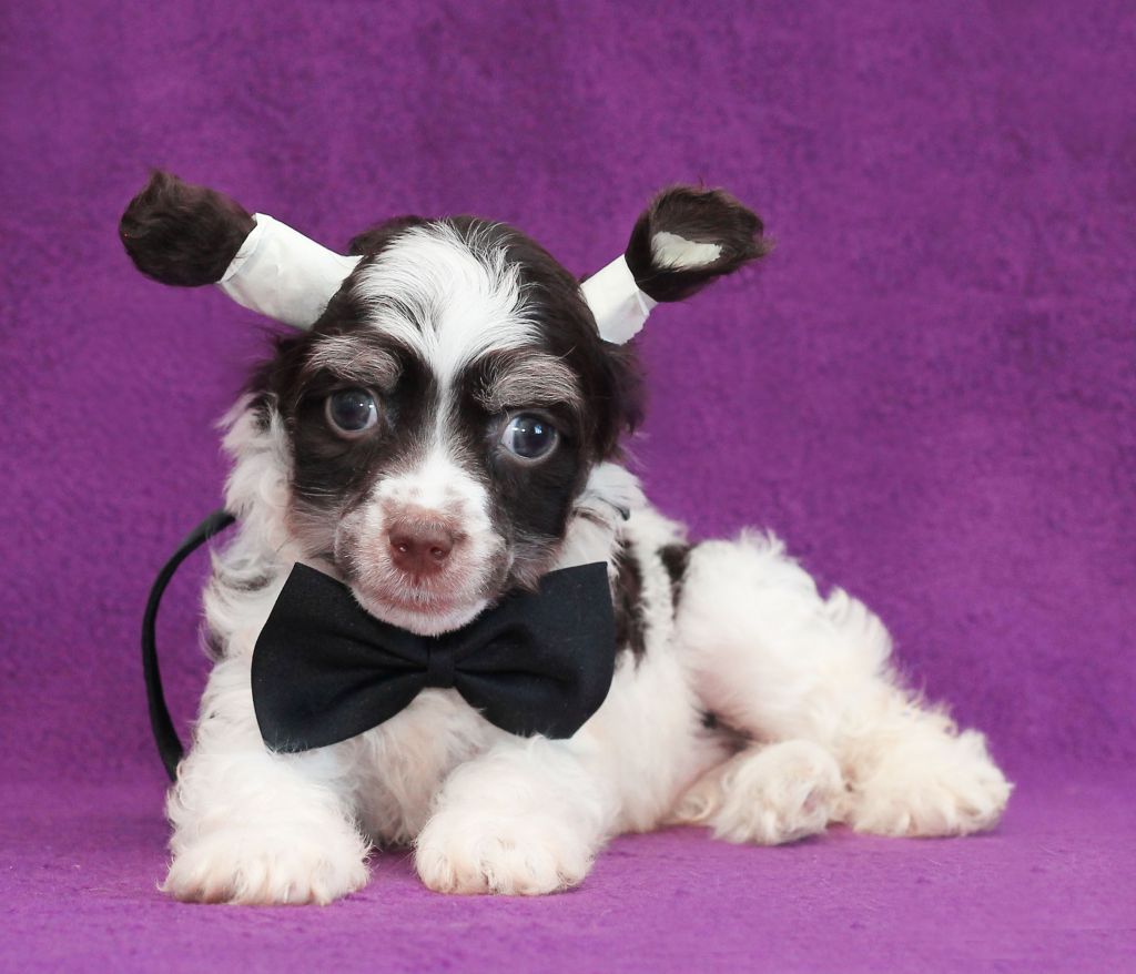 Lux Star Jorge Sen-P'er