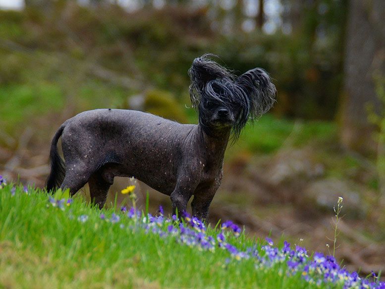 Flywheel's Dandy Boss