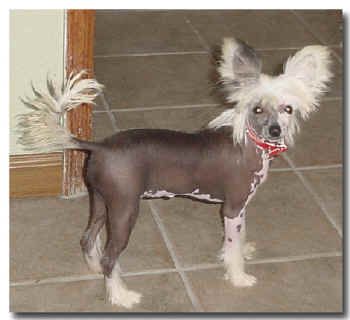 Bluestone Genie Martini