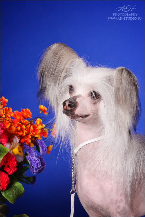 Graceful Orchid Head Wind