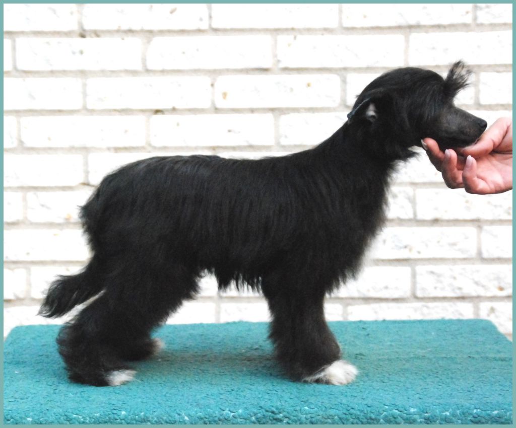 For Always An Angel of Roxy's Pride