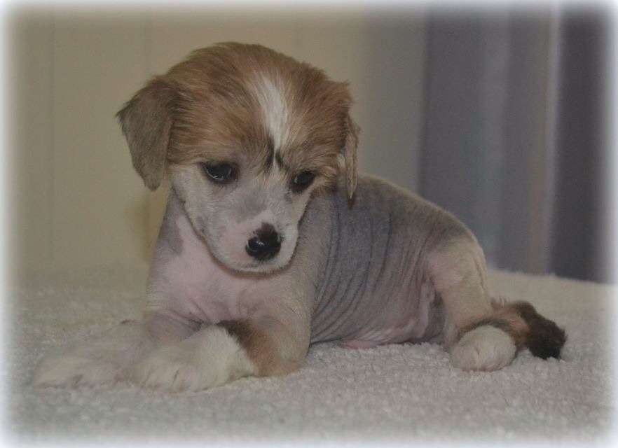 Moelmo's Tell It Like It Is At Kungsängliljans