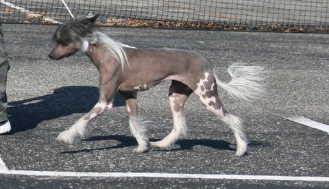 JRF-Evercrest's Gunpowder And Lace