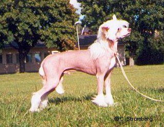 Tenderlove N'care's Everybody Conga