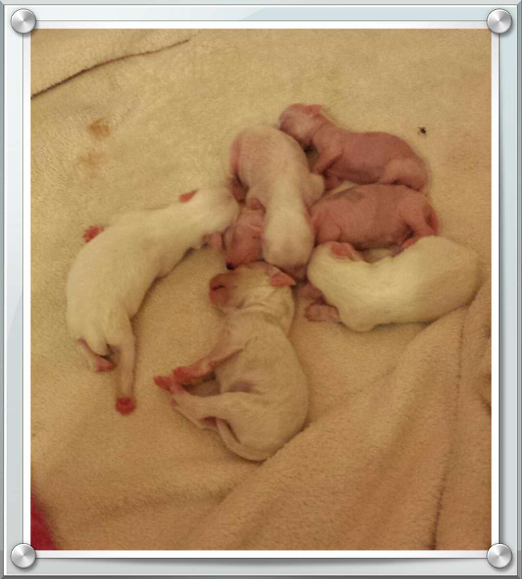 My Nottinghill des Picholines