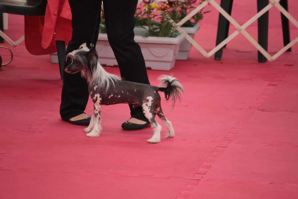 Pequin Mirrage Cream Brulee