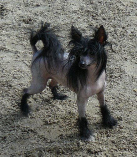 Gold Star Top Model De Rama