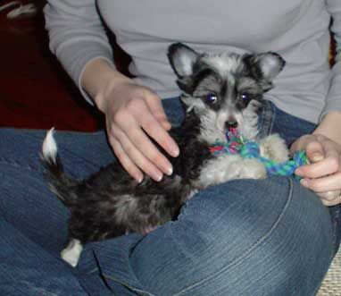 Stormblåstens Gothic Romance