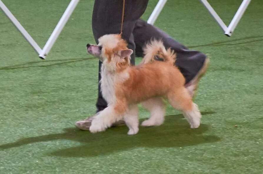 Koreke Rainja Of Middle Earth