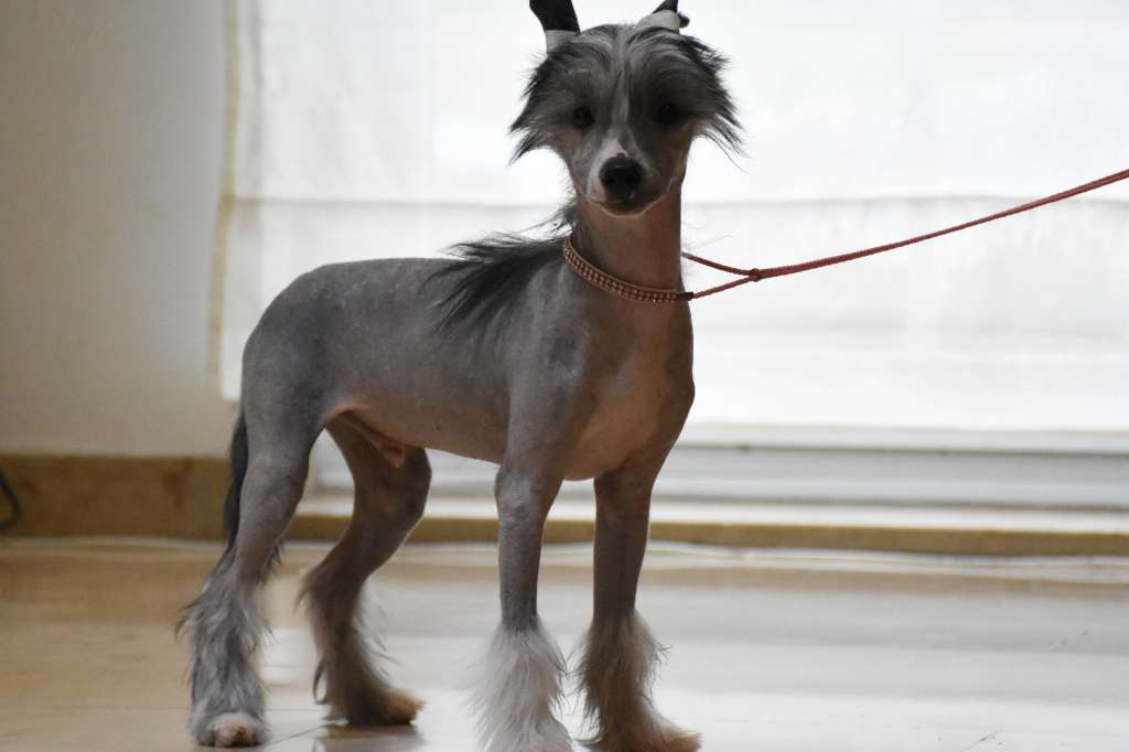 Quillian of the loving dols