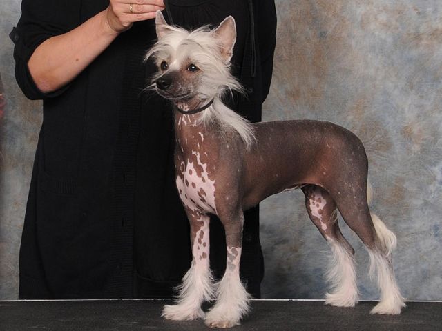 Yorkhouse Princess Warrior