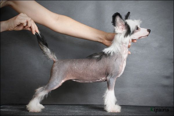 Apriori Vip Arsinoya