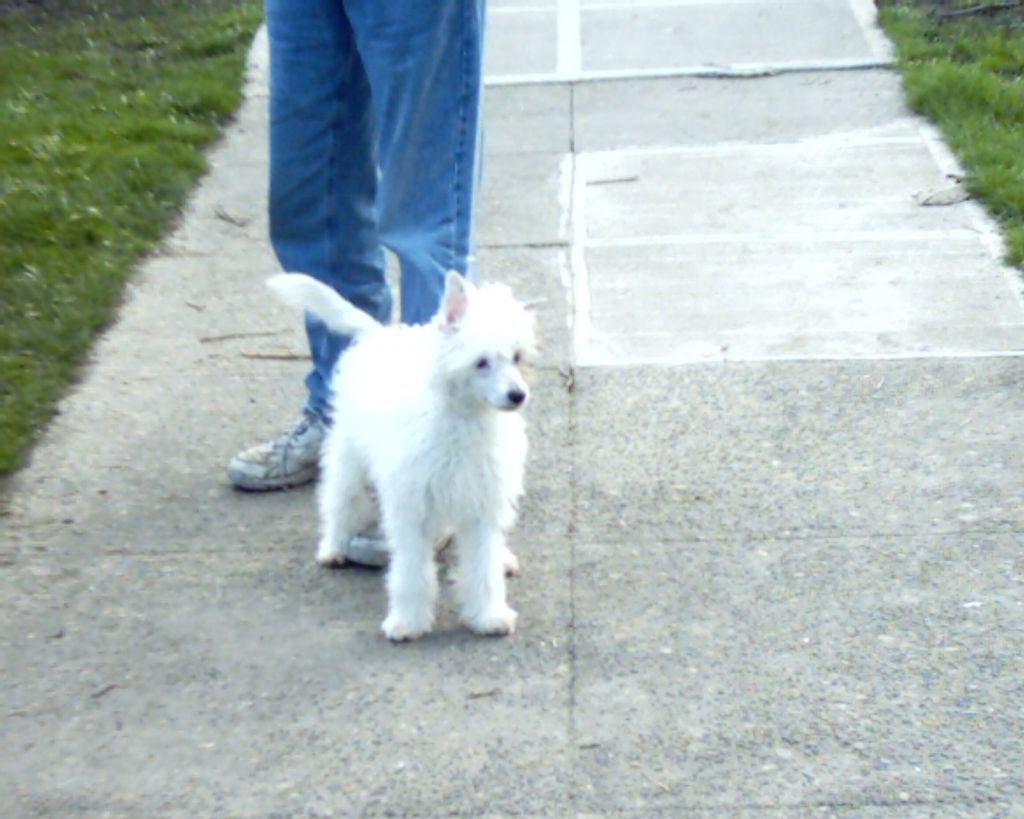 BlueIris's Aces Wild PP