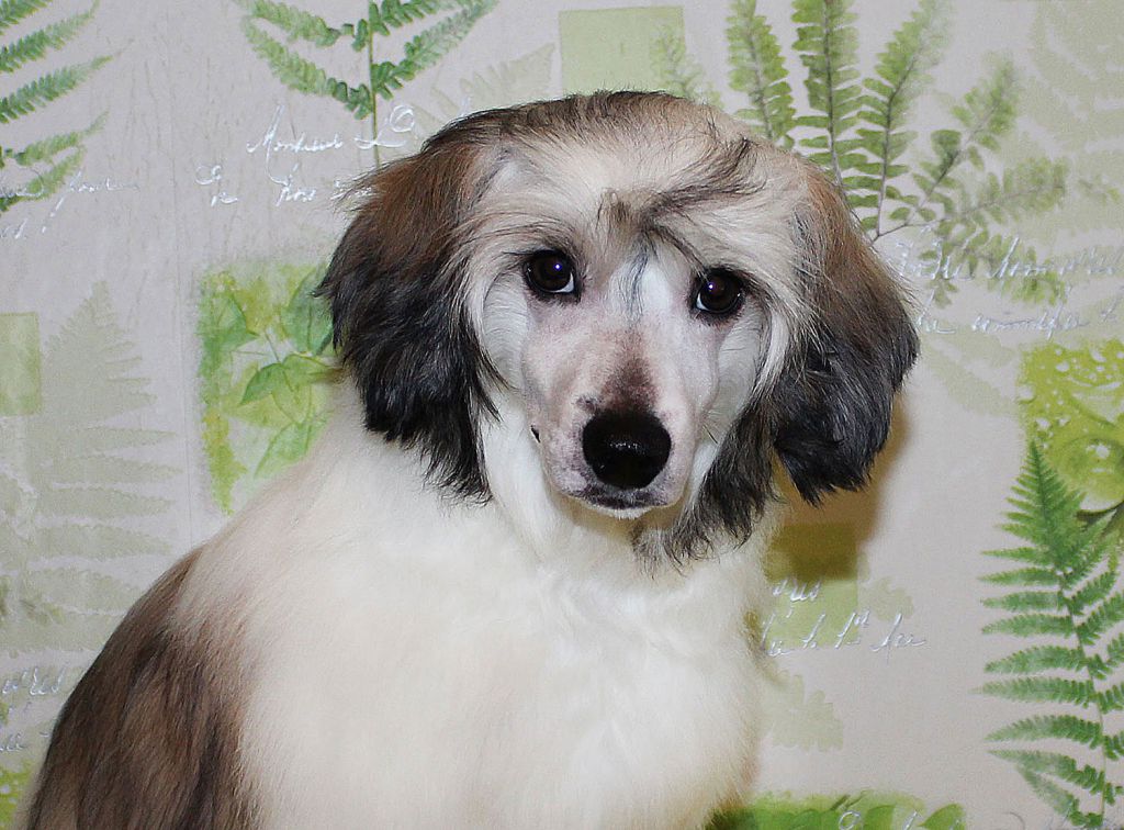 Lorita Star Gordyy Graf