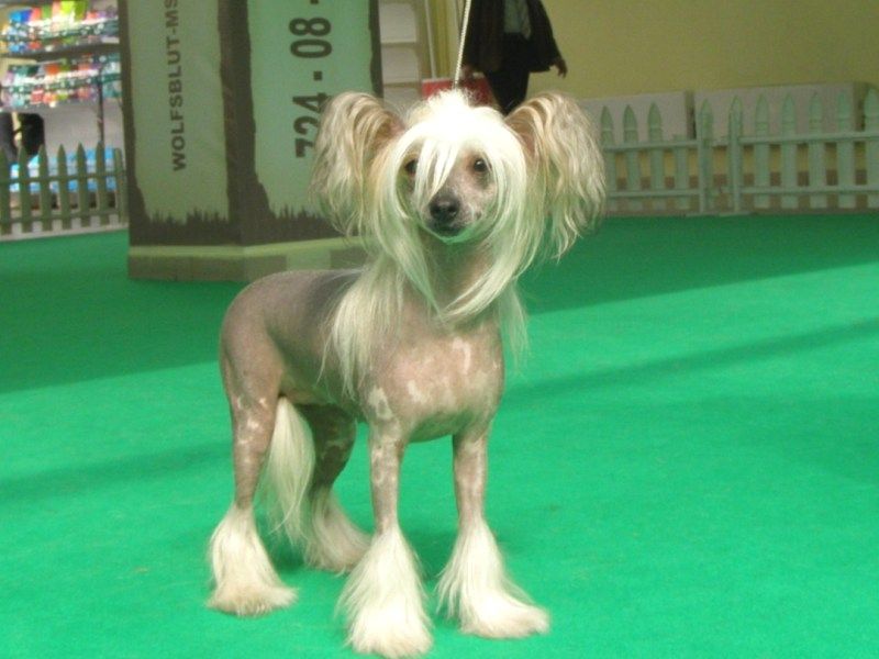 Zholesk Dark Side Of The Moon