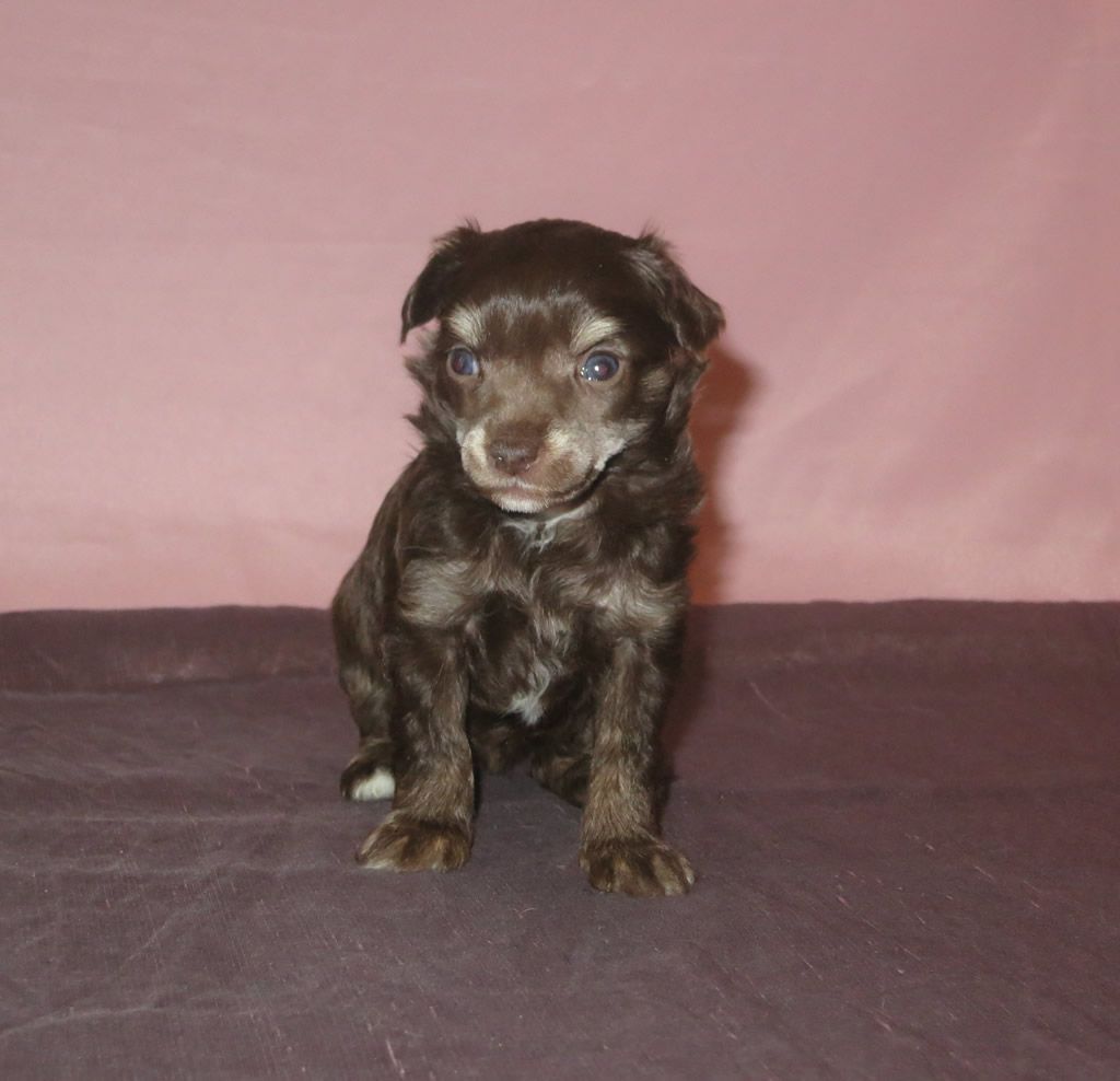 Vernisazh Mari Donald