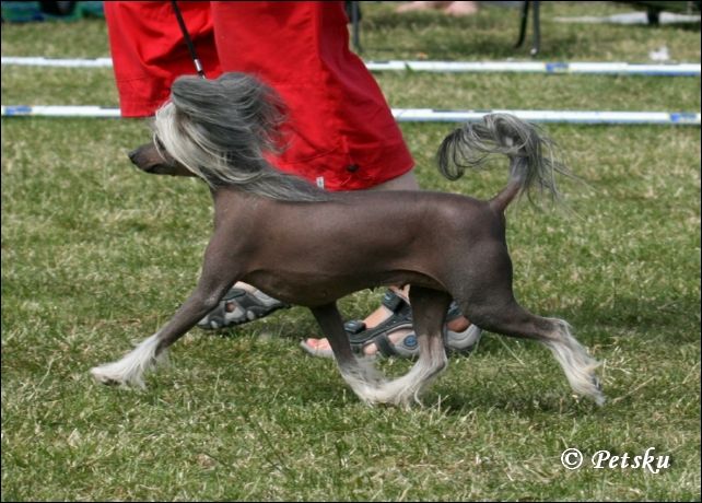 Lucky Line's Drama Queen