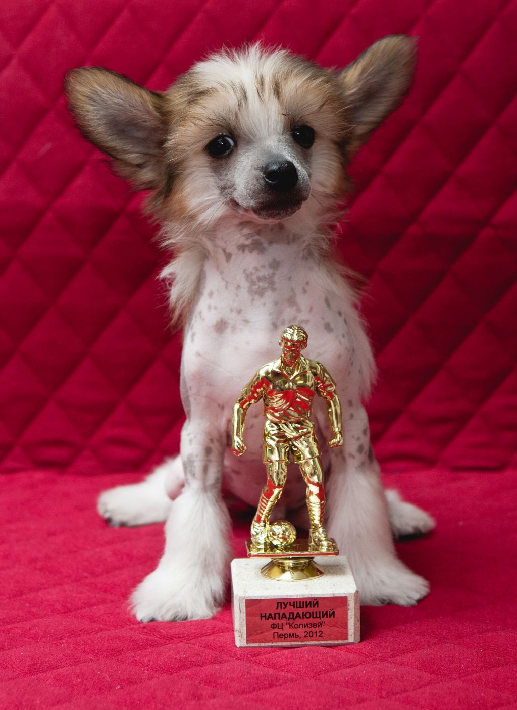 Oks Company  Lionel Messi