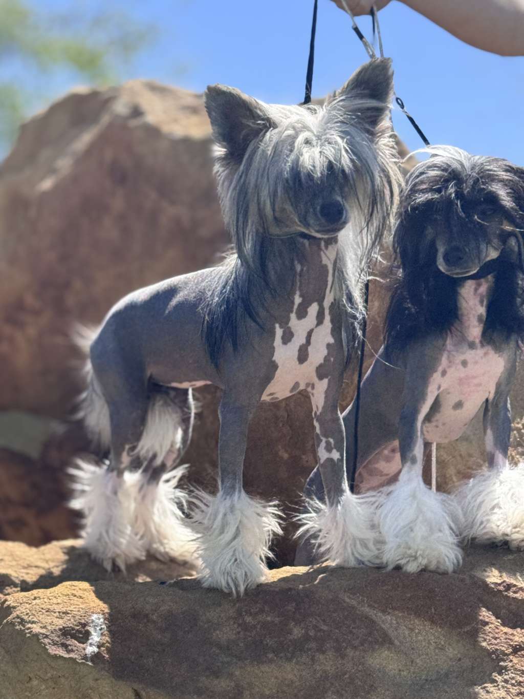 EverCrests Move Over B?tch