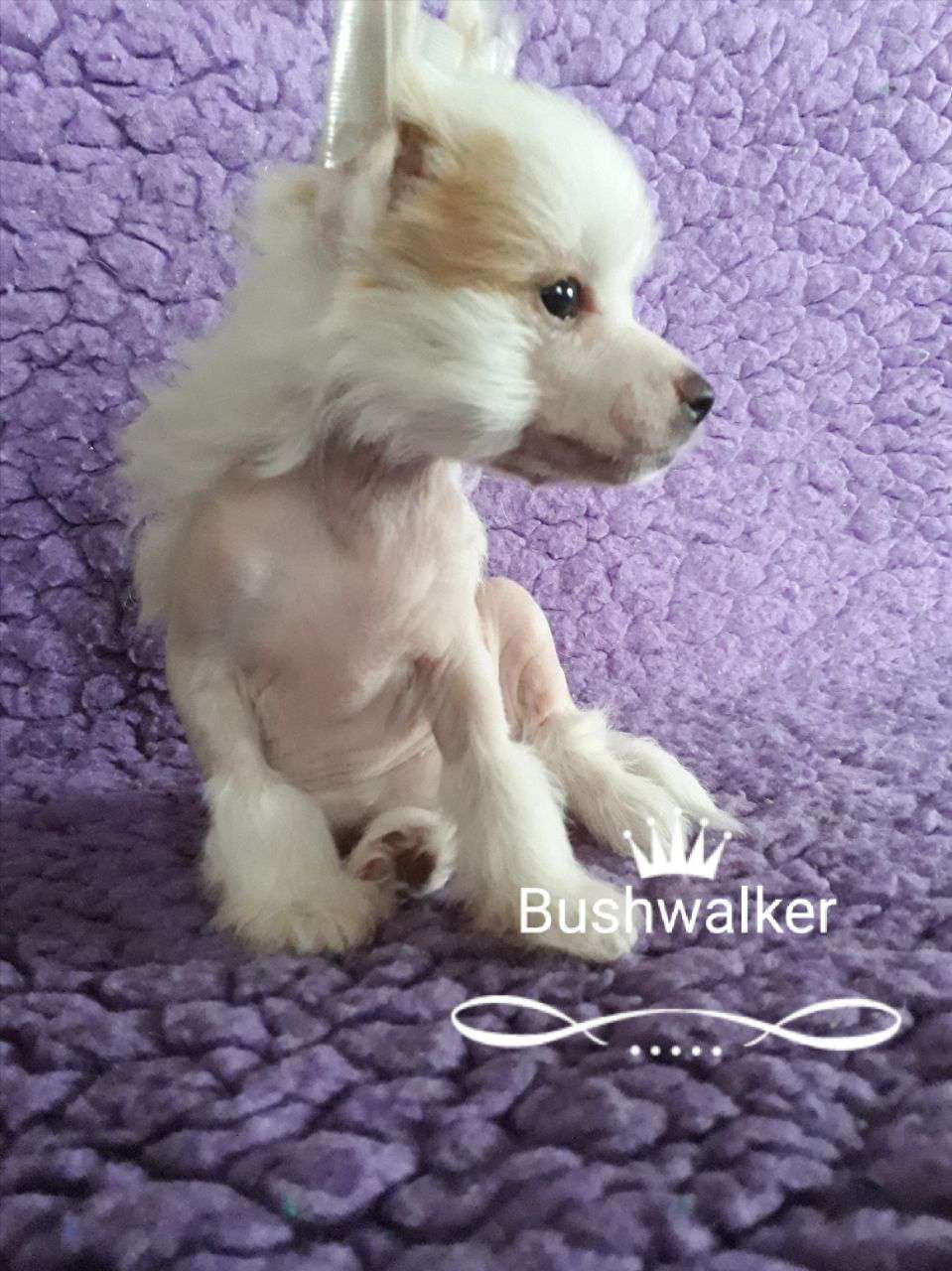 Binway the Bushwalker