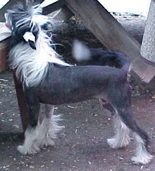 Tilea's Skidaddle To Sunwind