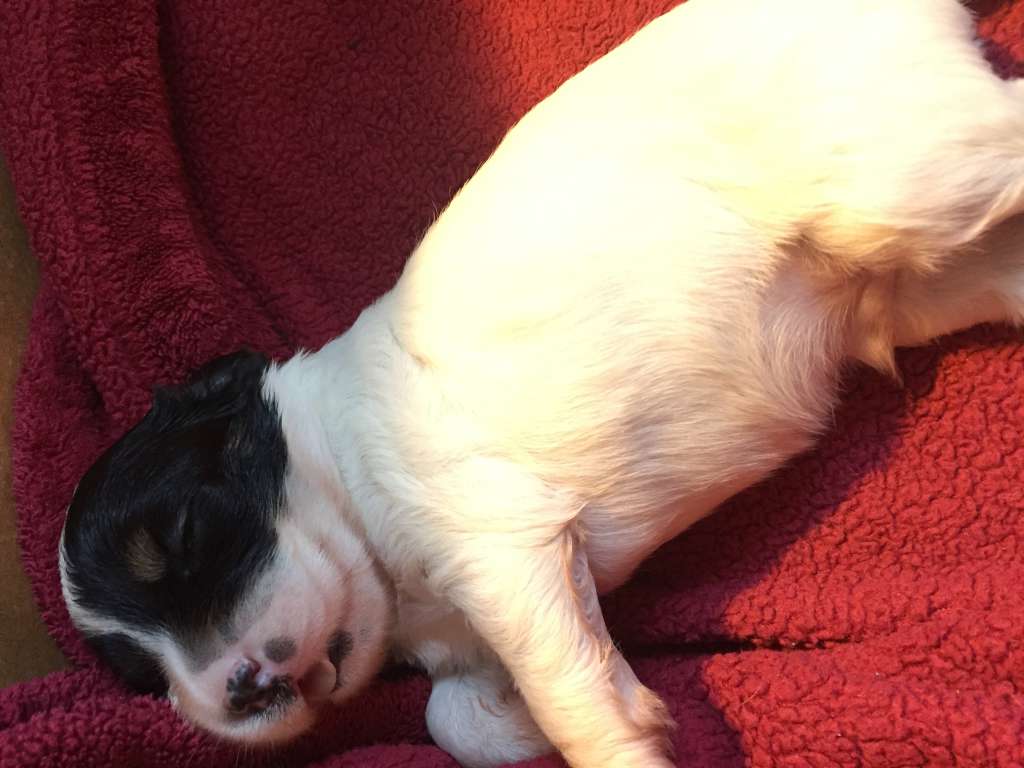 Konishiki U Got the Look