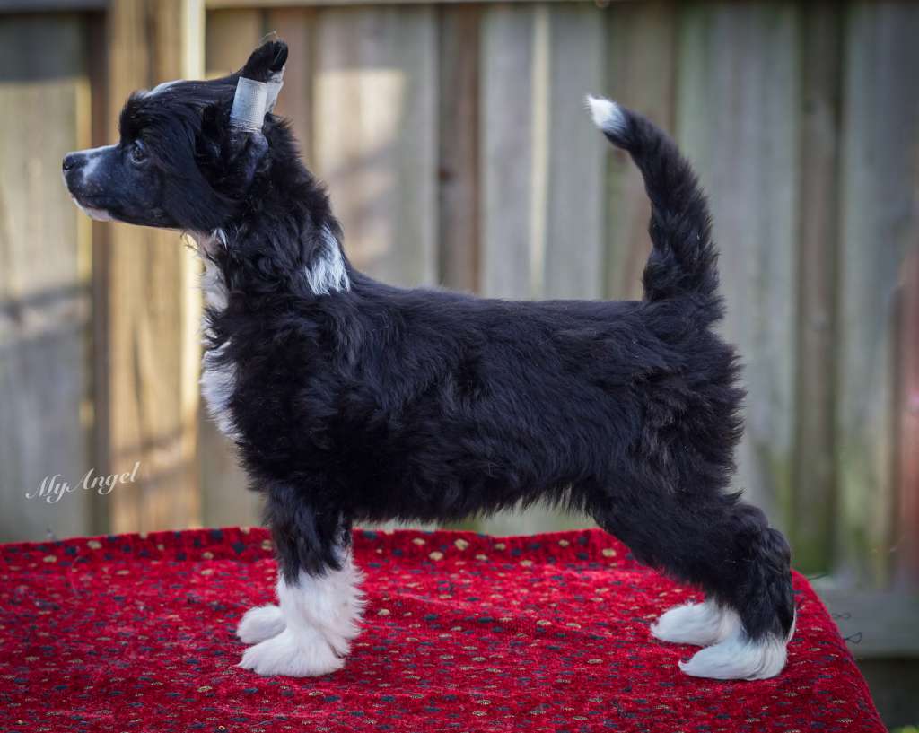 Cristall-MyAngel Tale As Old As Time