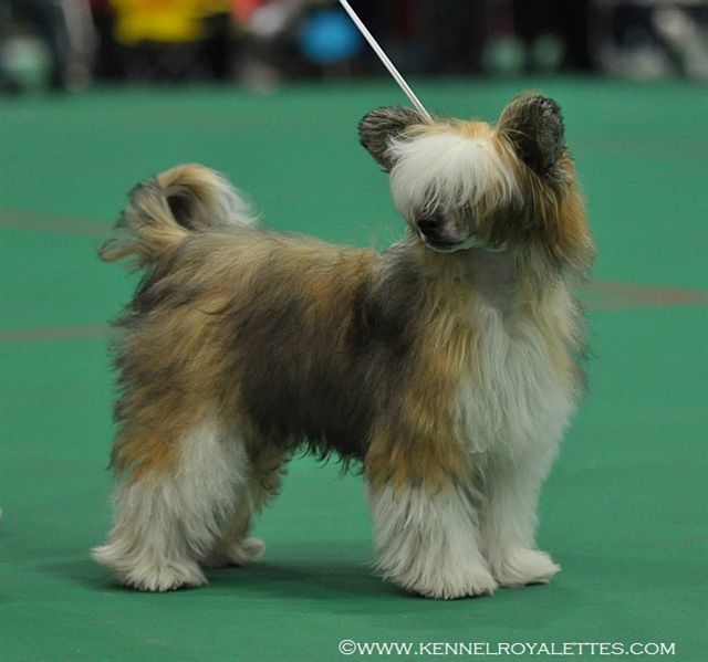 Pikkuusen Paree Olla