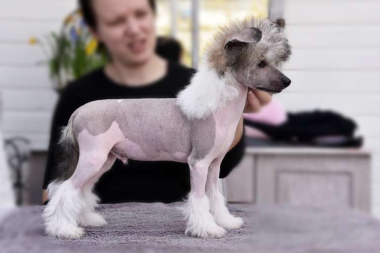 Tinted's Bring Home The Bacon