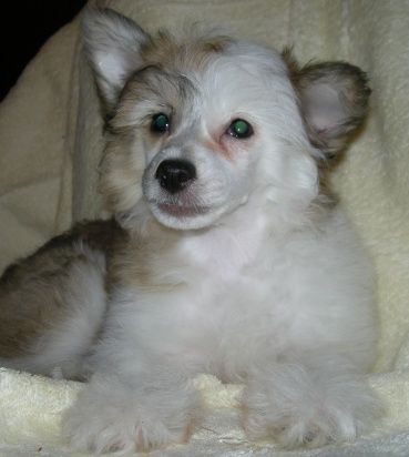 Brilliance Day Luramion